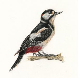 PLANCHES NATURALISTES