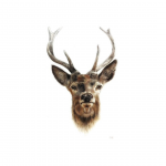 N. CERF