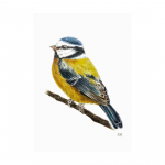 E. MESANGE BLEUE