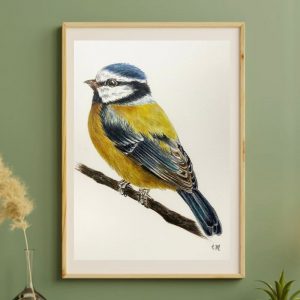 MESANGE BLEUE