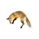 M. RENARD QUI MULOTE