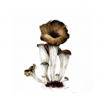 S. TROMPETTES
